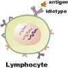 leukocytes-idiotype.gif (13868 bytes)