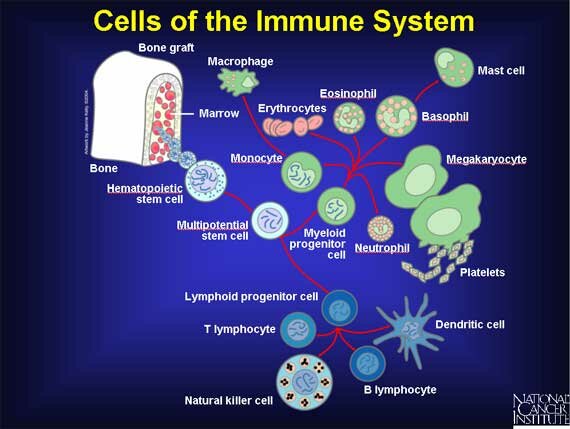 Image result for immune suppression
